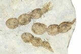 Plate of Dinosaur (Grallator) Tracks - Positive & Negative #366864-1